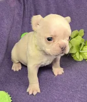 (Lt Breen) Jewel Lilac Platinum, a female French Bulldog for sale in Comstock Park, MI – 6 of 8