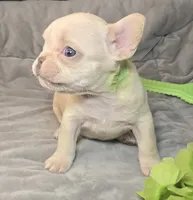 (Lt Breen) Jewel Lilac Platinum, a female French Bulldog for sale in Comstock Park, MI – 4 of 8