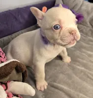 (Purple) Yara Lilac Platinum, a female French Bulldog for sale in Comstock Park, MI – 6 of 10