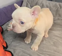 (Orange) Lea Lilac Platinum, a female French Bulldog for sale in Comstock Park, MI – 4 of 9