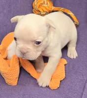 (Orange) Lea Lilac Platinum, a female French Bulldog for sale in Comstock Park, MI – 8 of 9