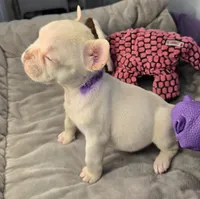 (Purple) Yara Lilac Platinum, a female French Bulldog for sale in Comstock Park, MI – 2 of 10