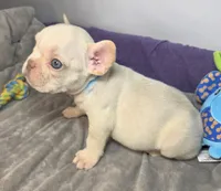 (Lt Blue) Boris Lilac Platinum, a male French Bulldog for sale in Comstock Park, MI – 7 of 10