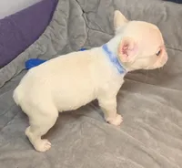 (Blue) Kumo Lilac Platinum, a male French Bulldog for sale in Comstock Park, MI – 5 of 9