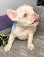 (Lt Blue) Boris Lilac Platinum, a male French Bulldog for sale in Comstock Park, MI – 9 of 10