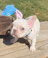 (Lt Blue Male) Boris Lilac Platinum, a male French Bulldog for sale in Comstock Park, MI – 4 of 10