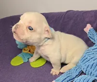 (Lt Blue) Boris Lilac Platinum, a male French Bulldog for sale in Comstock Park, MI – 3 of 10