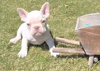 (Lt Blue Male) Boris Lilac Platinum, a male French Bulldog for sale in Comstock Park, MI – 3 of 10