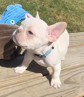 (Lt Blue Male) Boris Lilac Platinum, a male French Bulldog for sale in Comstock Park, MI – 6 of 10
