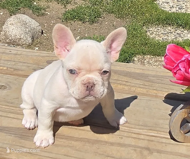 (Pink) Blondie Lilac Platinum – French Bulldog puppy for sale in Comstock Park, MI