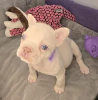 (Purple) Yara Lilac Platinum, a female French Bulldog for sale in Comstock Park, MI – 5 of 10