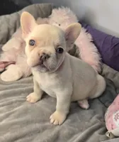 (Pink) Blondie Lilac Platinum, a female French Bulldog for sale in Comstock Park, MI – 6 of 9