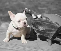 (Green Male) Ziggy Lilac Platinum, a male French Bulldog for sale in Comstock Park, MI – 4 of 10