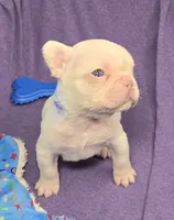 (Blue) Kumo Lilac Platinum, a male French Bulldog for sale in Comstock Park, MI – 7 of 9