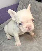 (Blue) Kumo Lilac Platinum, a male French Bulldog for sale in Comstock Park, MI – 4 of 9