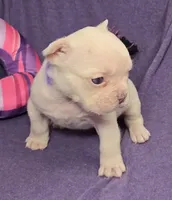 (Purple) Yara Lilac Platinum, a female French Bulldog for sale in Comstock Park, MI – 8 of 10
