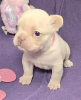 (Pink) Blondie Lilac Platinum, a female French Bulldog for sale in Comstock Park, MI – 9 of 9