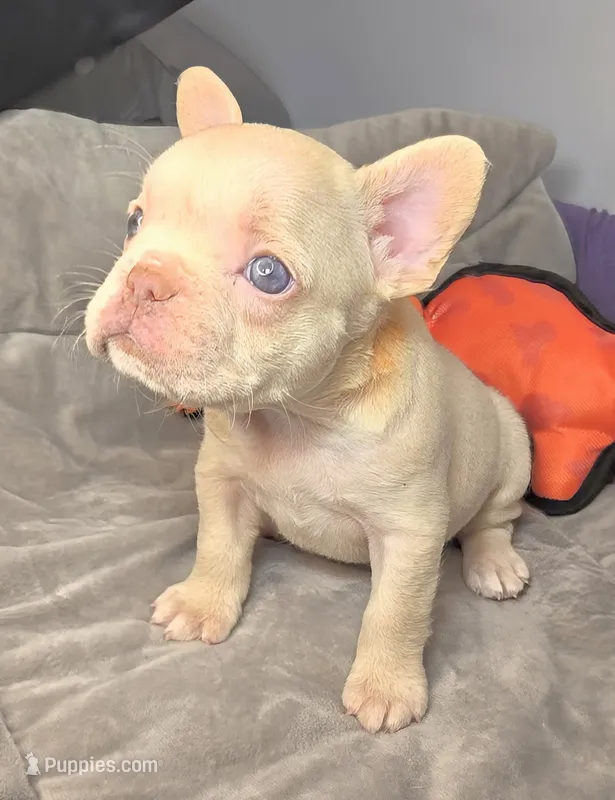 (Orange) Lea Lilac Platinum – French Bulldog puppy for sale in Comstock Park, MI