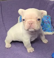 (Blue) Kumo Lilac Platinum, a male French Bulldog for sale in Comstock Park, MI – 9 of 9