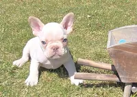 (Lt Blue Male) Boris Lilac Platinum, a male French Bulldog for sale in Comstock Park, MI – 8 of 10