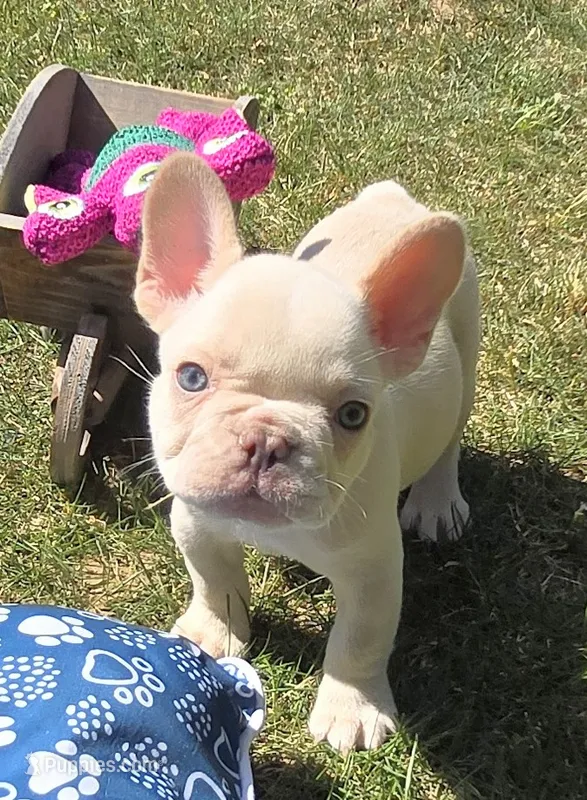 (Green) Ziggy Lilac Platinum – French Bulldog puppy for sale in Comstock Park, MI