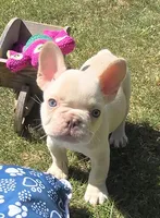 (Green Male) Ziggy Lilac Platinum, a male French Bulldog for sale in Comstock Park, MI – 1 of 10