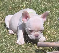 (Lt Green Female) Jewel Lilac Platinum, a female French Bulldog for sale in Comstock Park, MI – 6 of 7