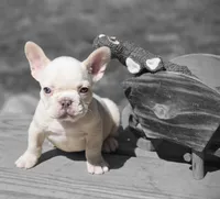 (Green Male) Ziggy Lilac Platinum, a male French Bulldog for sale in Comstock Park, MI – 2 of 10