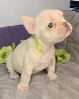 (Lt Breen) Jewel Lilac Platinum, a female French Bulldog for sale in Comstock Park, MI – 3 of 8