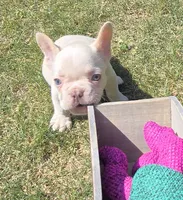 (Green Male) Ziggy Lilac Platinum, a male French Bulldog for sale in Comstock Park, MI – 10 of 10