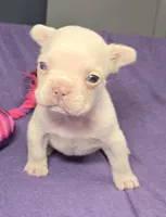 (Purple) Yara Lilac Platinum, a female French Bulldog for sale in Comstock Park, MI – 9 of 10