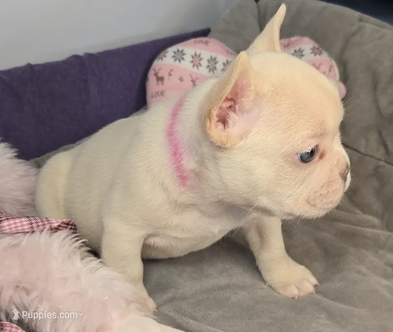 (Pink) Blondie – French Bulldog puppy for sale in Comstock Park, MI
