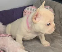 (Pink) Blondie Lilac Platinum, a female French Bulldog for sale in Comstock Park, MI – 1 of 9