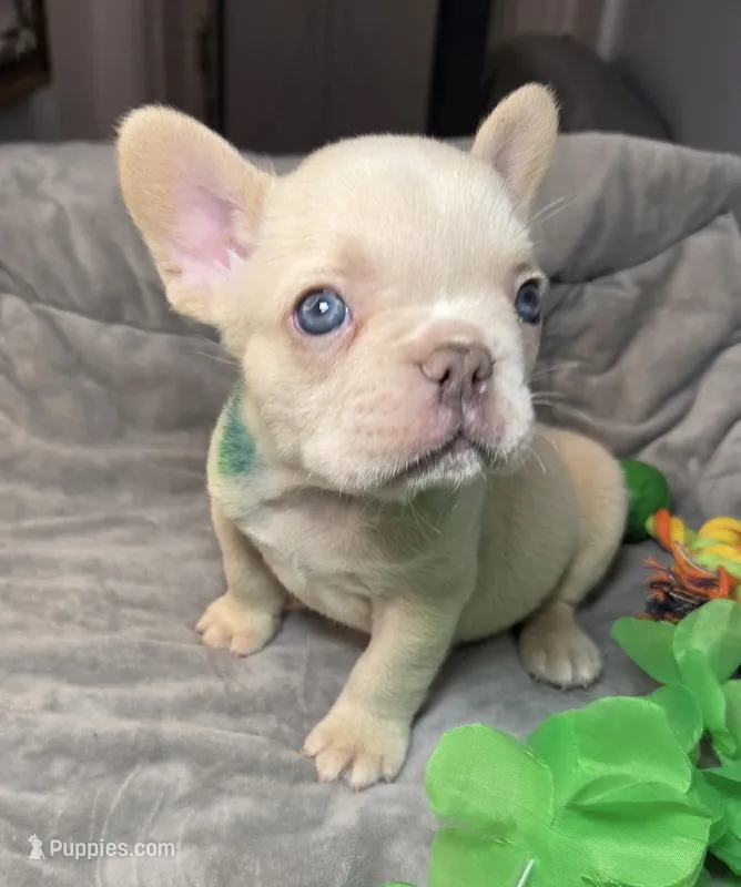 (Green) Ziggy Lilac Platinum – French Bulldog puppy for sale in Comstock Park, MI