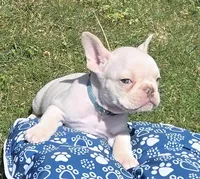 (Lt Blue Male) Boris Lilac Platinum, a male French Bulldog for sale in Comstock Park, MI – 2 of 10