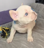 (Lt Blue) Boris Lilac Platinum, a male French Bulldog for sale in Comstock Park, MI – 4 of 10