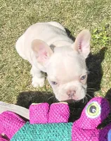(Green Male) Ziggy Lilac Platinum, a male French Bulldog for sale in Comstock Park, MI – 7 of 10