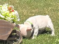 (Lt Green Female) Jewel Lilac Platinum, a female French Bulldog for sale in Comstock Park, MI – 4 of 7