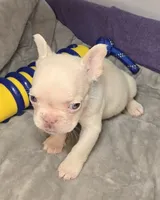(Blue) Kumo Lilac Platinum, a male French Bulldog for sale in Comstock Park, MI – 6 of 9