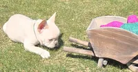 (Green Male) Ziggy Lilac Platinum, a male French Bulldog for sale in Comstock Park, MI – 9 of 10