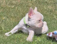 (Lt Green Female) Jewel Lilac Platinum, a female French Bulldog for sale in Comstock Park, MI – 3 of 7