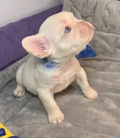 (Blue) Kumo Lilac Platinum, a male French Bulldog for sale in Comstock Park, MI – 3 of 9