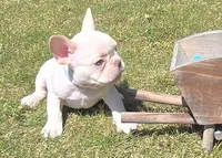 (Lt Blue Male) Boris Lilac Platinum, a male French Bulldog for sale in Comstock Park, MI – 5 of 10