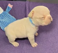 (Lt Blue) Boris Lilac Platinum, a male French Bulldog for sale in Comstock Park, MI – 2 of 10
