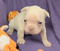 (Orange) Lea Lilac Platinum, a female French Bulldog for sale in Comstock Park, MI – 9 of 9