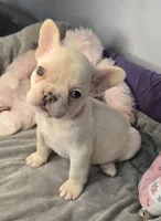 (Pink) Blondie Lilac Platinum, a female French Bulldog for sale in Comstock Park, MI – 3 of 9
