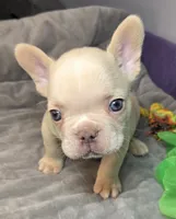 (Green) Ziggy Lilac Platinum, a male French Bulldog for sale in Comstock Park, MI – 5 of 10