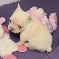 (Pink) Blondie Lilac Platinum, a female French Bulldog for sale in Comstock Park, MI – 8 of 9