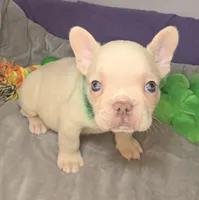 (Green) Ziggy Lilac Platinum, a male French Bulldog for sale in Comstock Park, MI – 2 of 10