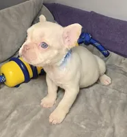 (Blue) Kumo Lilac Platinum, a male French Bulldog for sale in Comstock Park, MI – 2 of 9